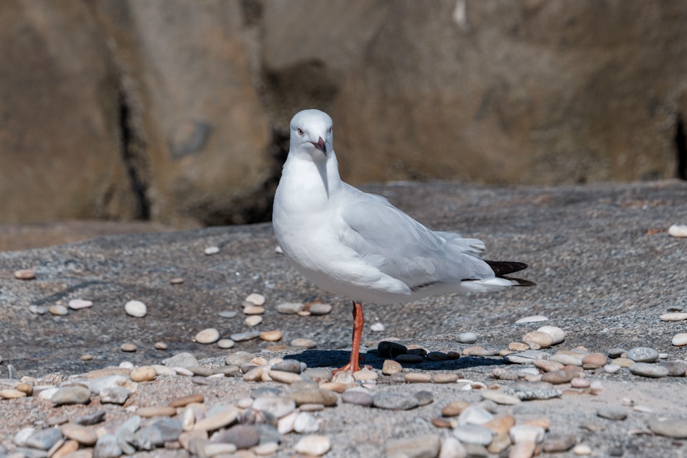 a seagull standing on a rock next to a pile of rocks