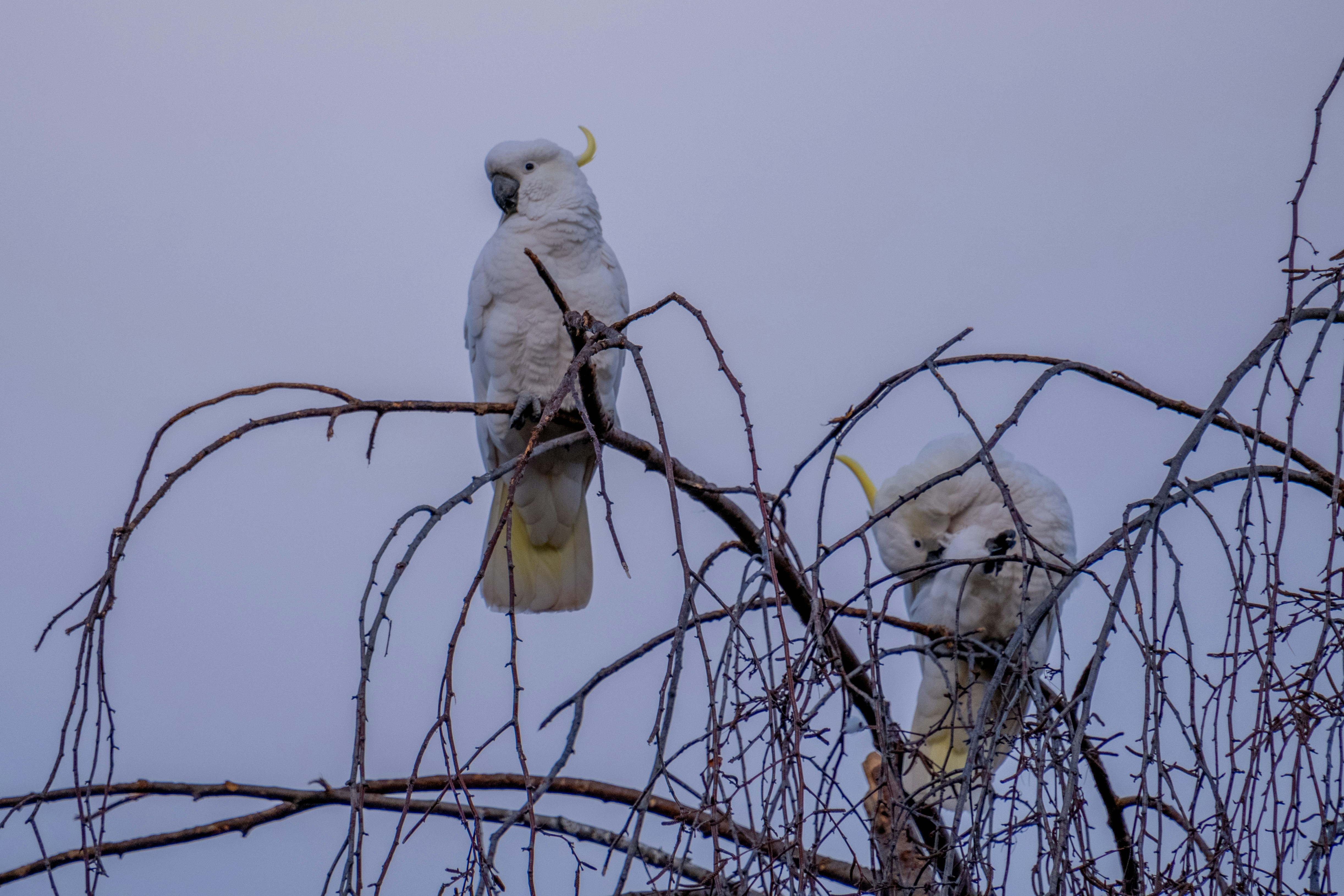 ein paar weiße Vögel, die auf einem Baum sitzen