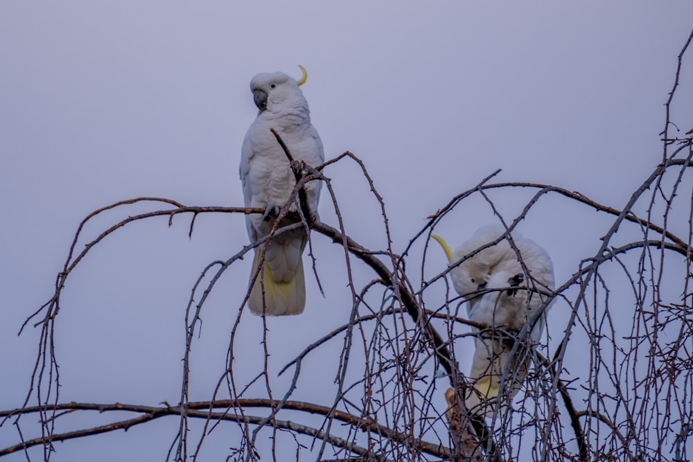a couple of white birds sitting on top of a tree