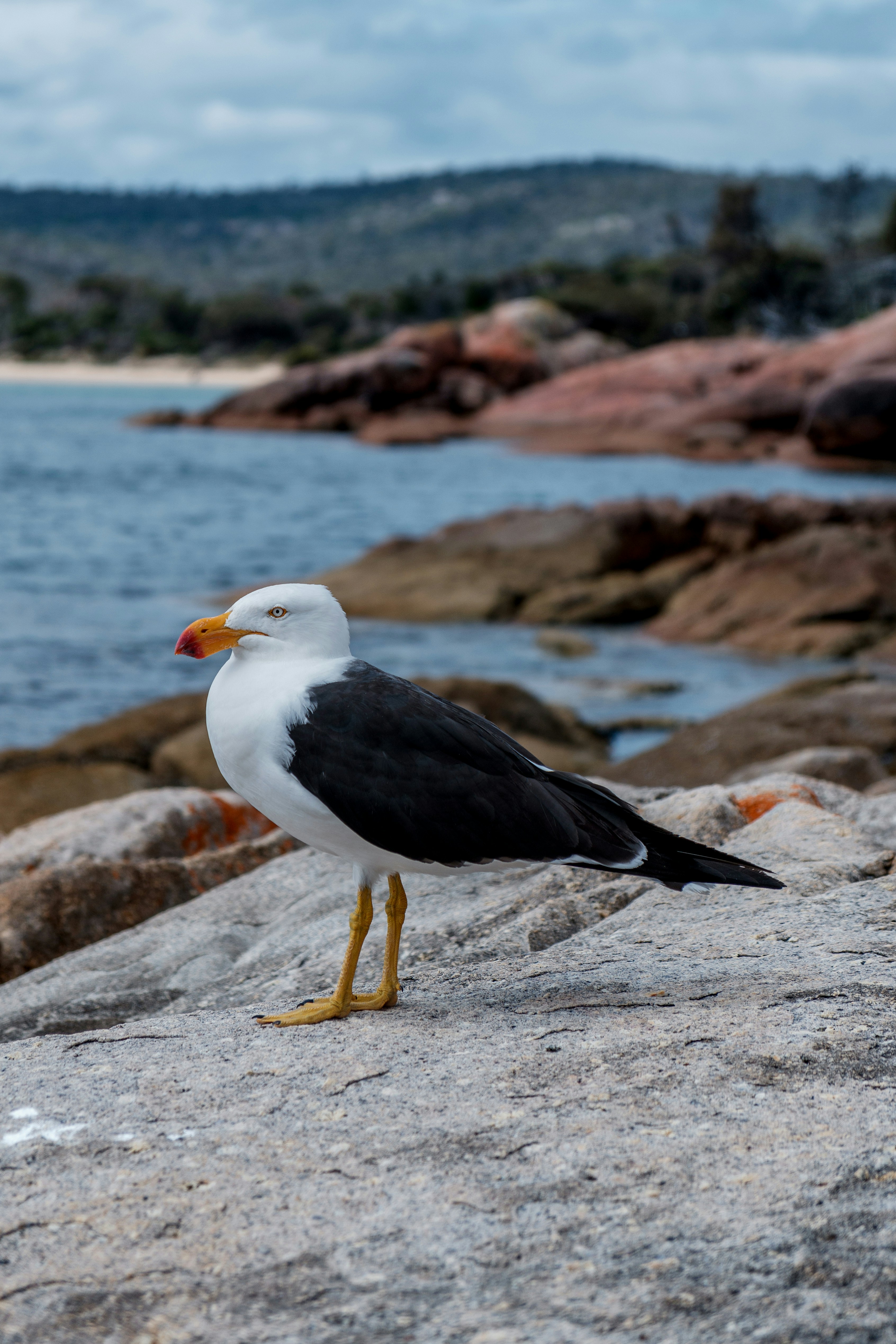Eine Möwe steht auf einem Felsen am Wasser