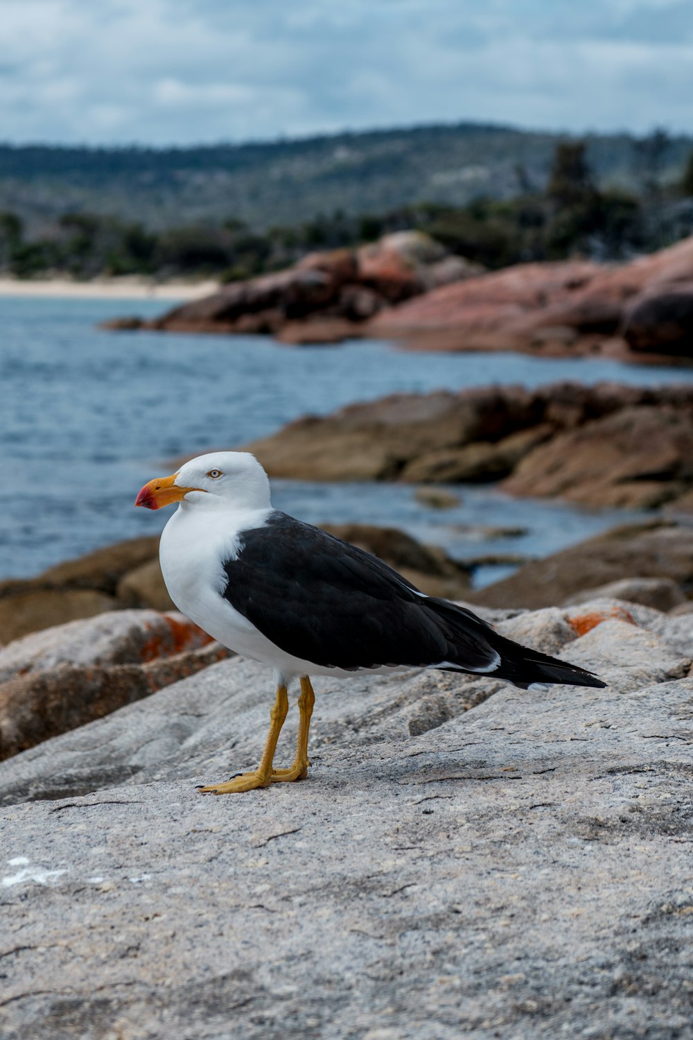 a seagull is standing on a rock by the water