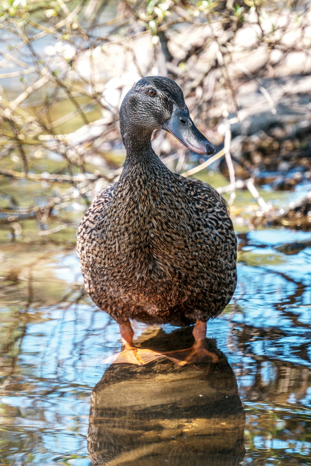 a duck standing on a rock in the water