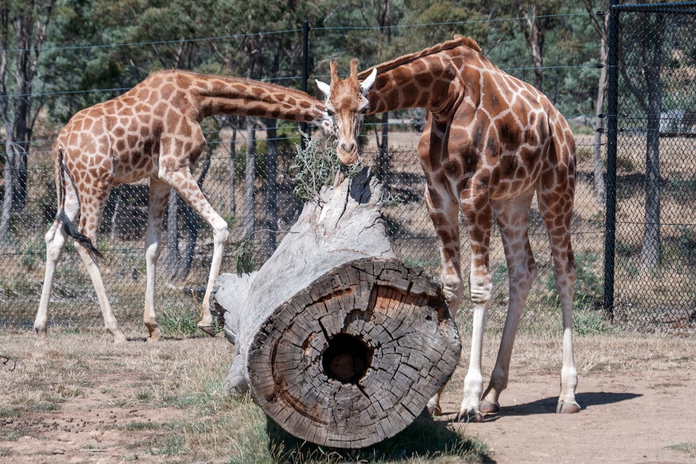 a couple of giraffe standing next to each other