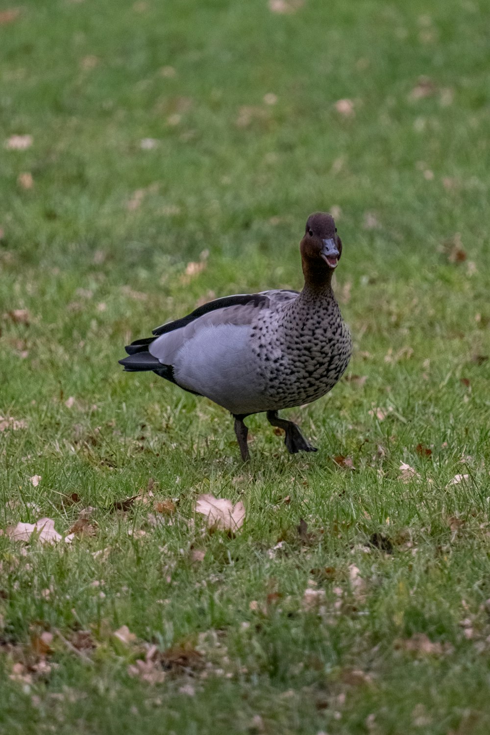 a duck standing in the grass on a sunny day