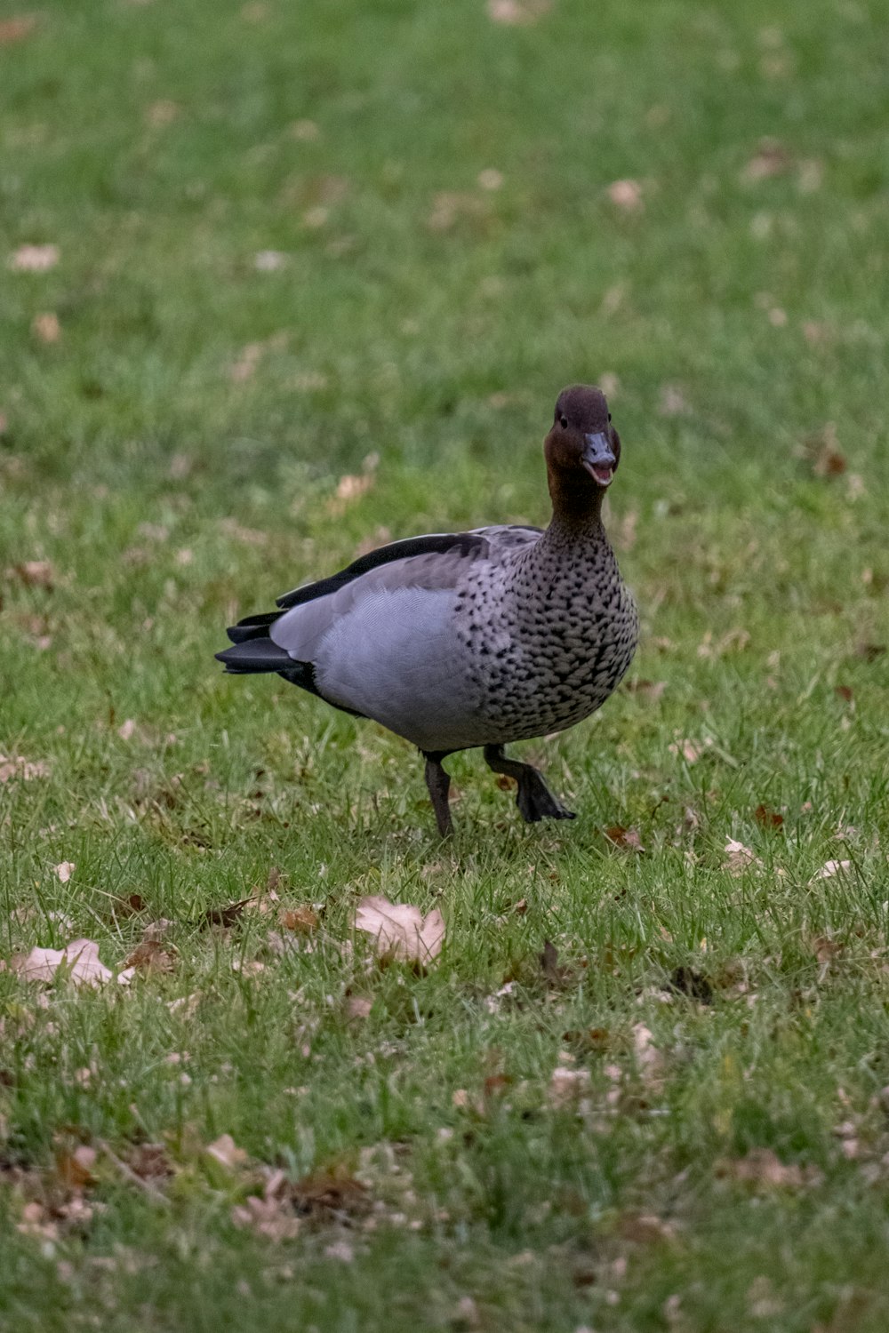 eine Ente, die an einem sonnigen Tag im Gras steht