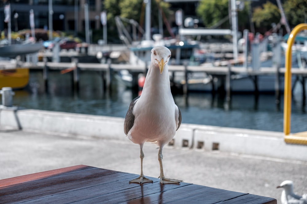 uma gaivota em pé sobre uma mesa de madeira em frente a uma marina
