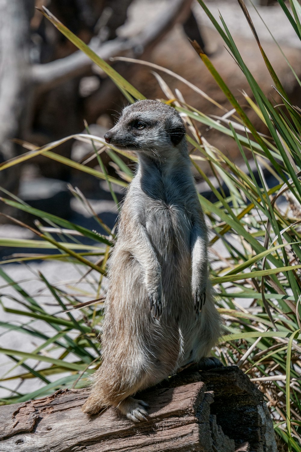 a small gray and white animal standing on a log