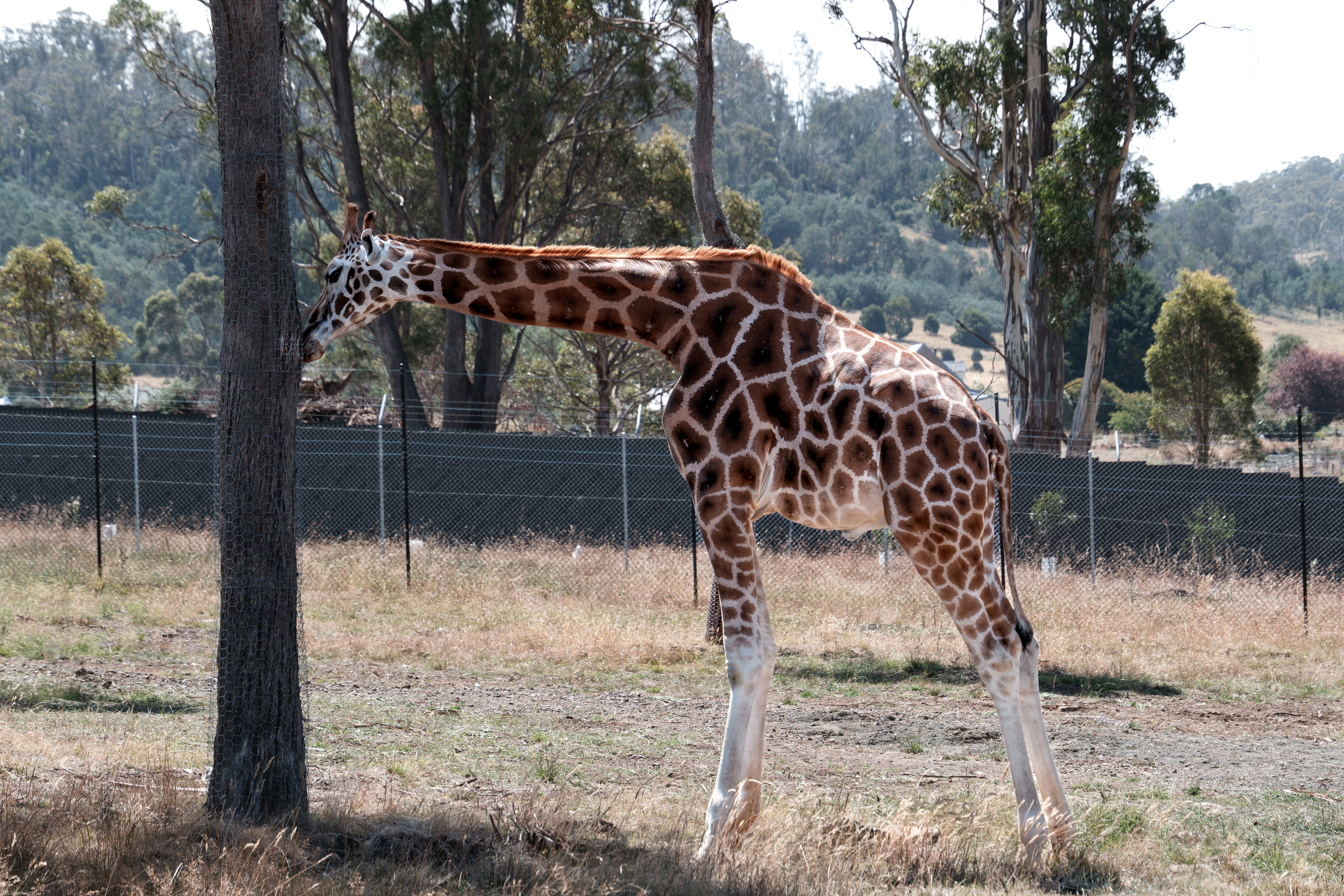 eine Giraffe steht neben einem Baum auf einem Feld