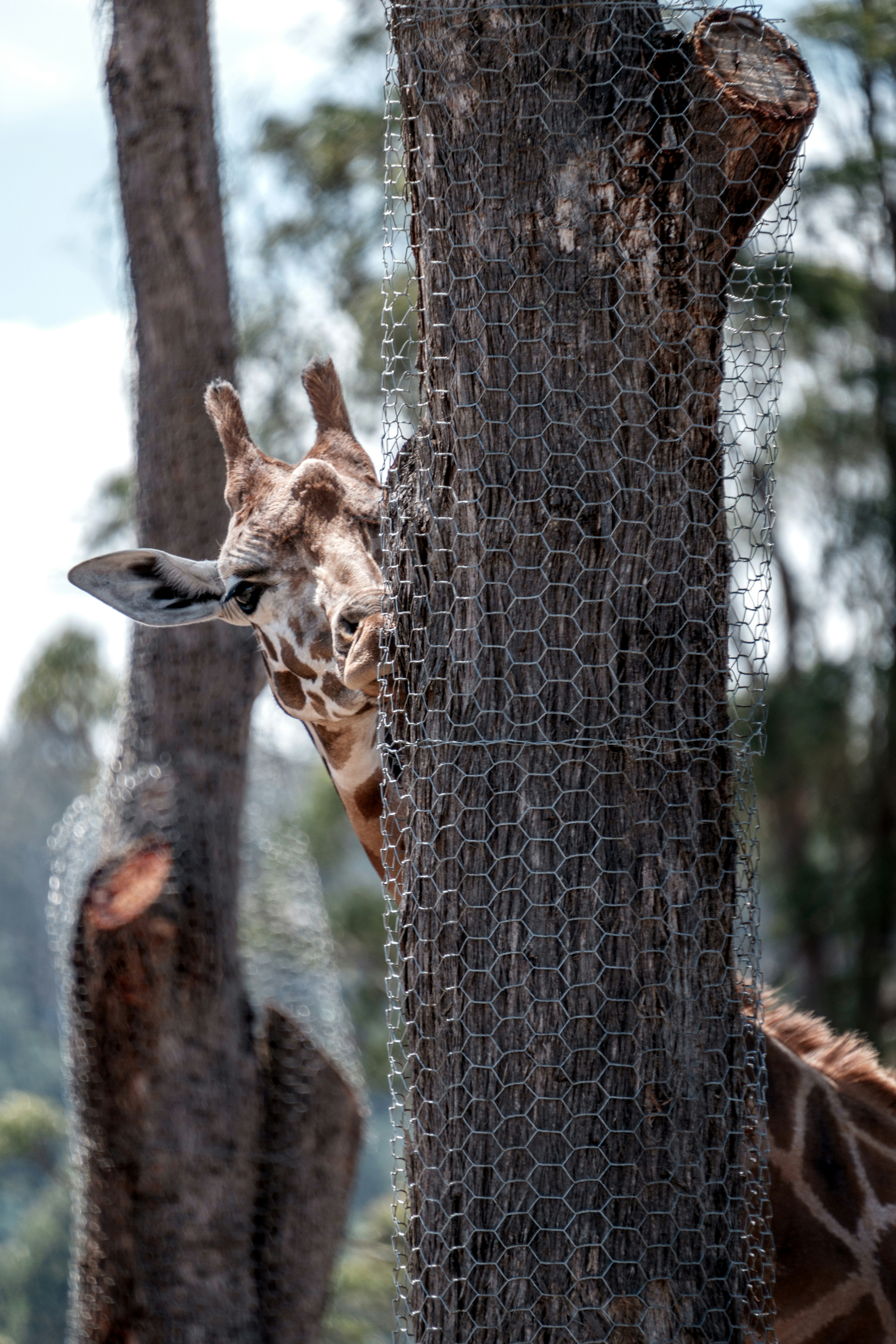 eine Giraffe steht neben einem Baum in einem Wald