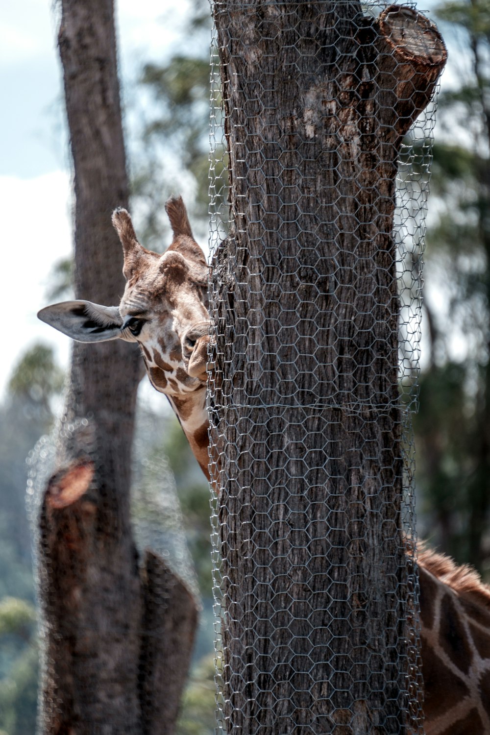 a giraffe standing next to a tree in a forest