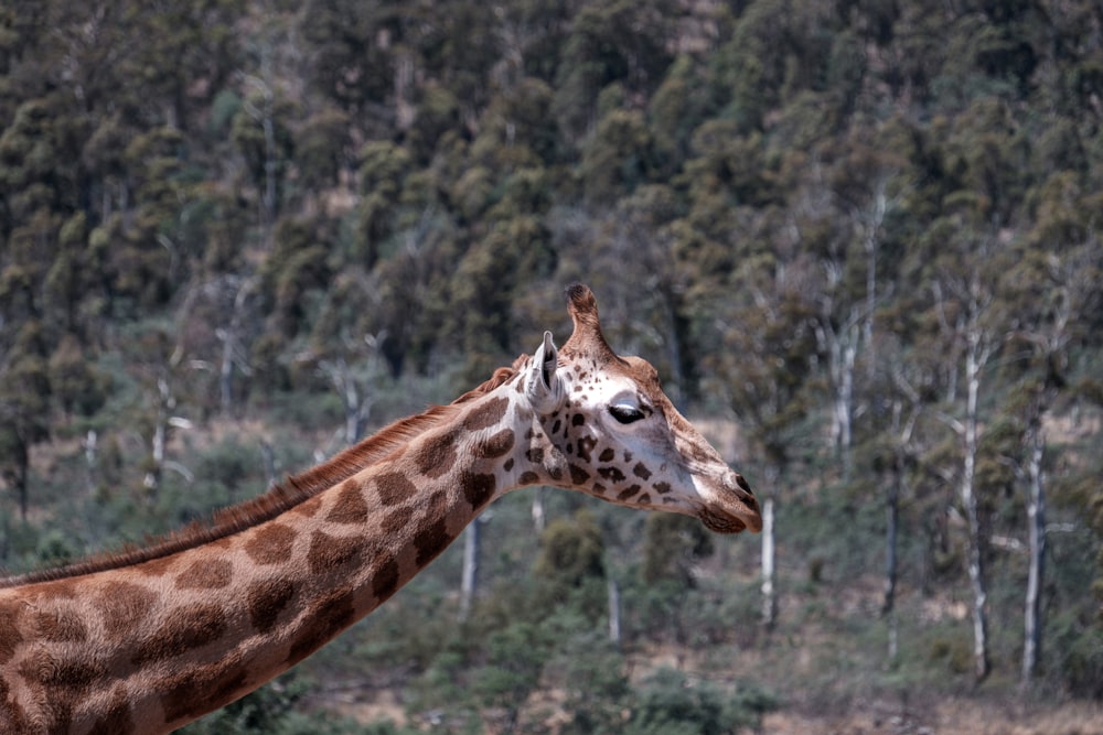 a giraffe standing next to a forest filled with trees