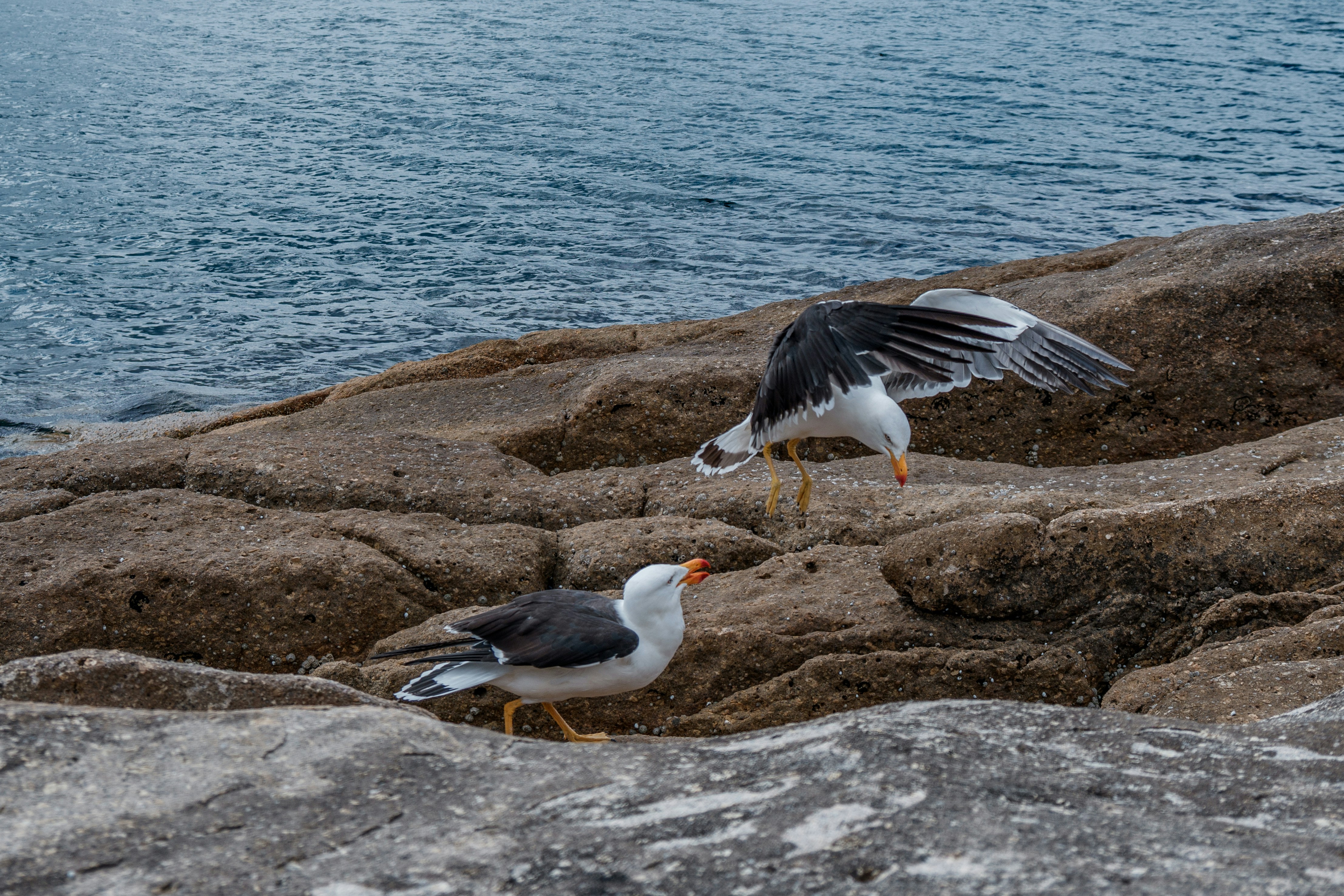 a couple of birds standing on top of a rocky beach