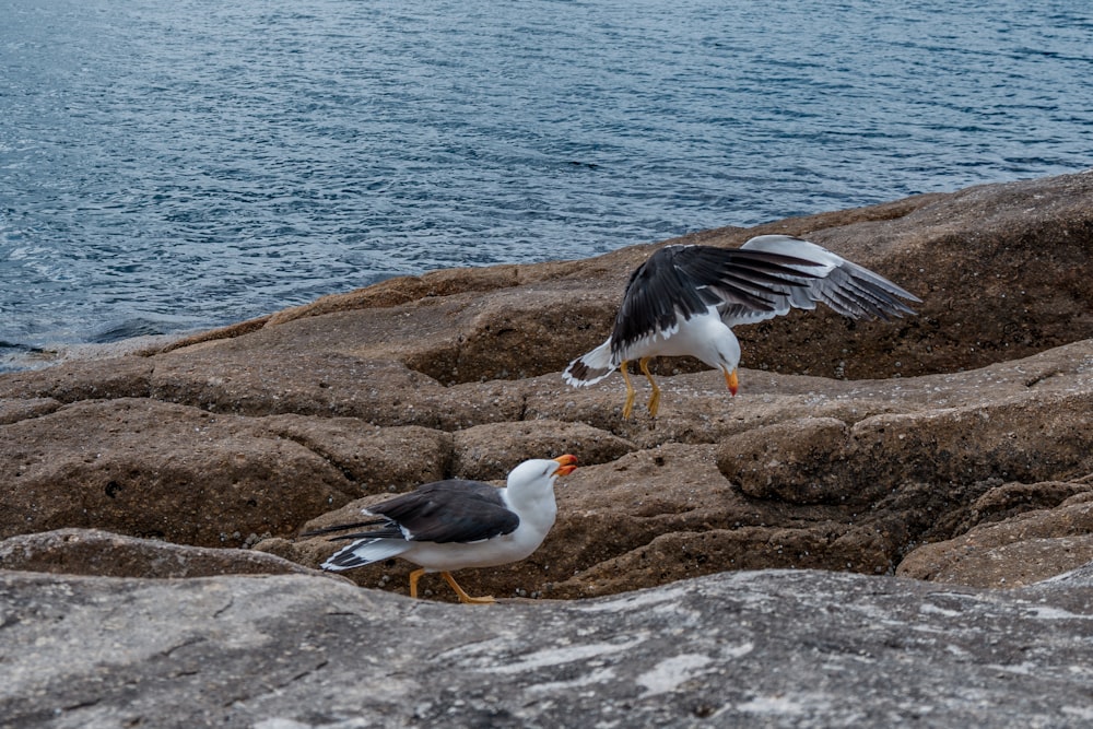 a couple of birds standing on top of a rocky beach