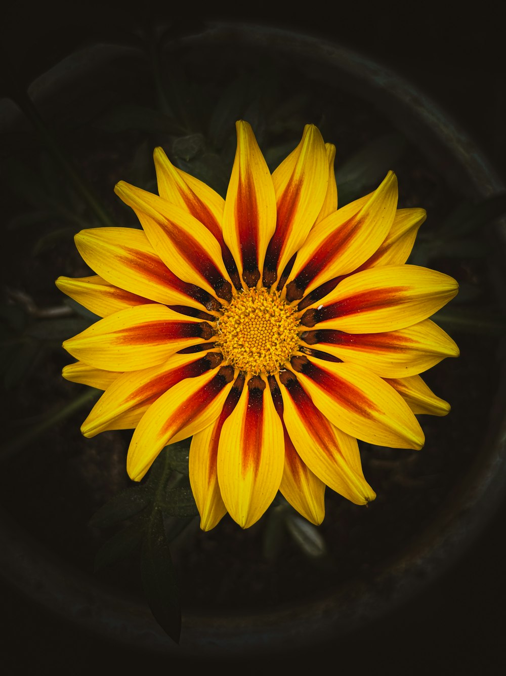 a yellow and red flower with a black background