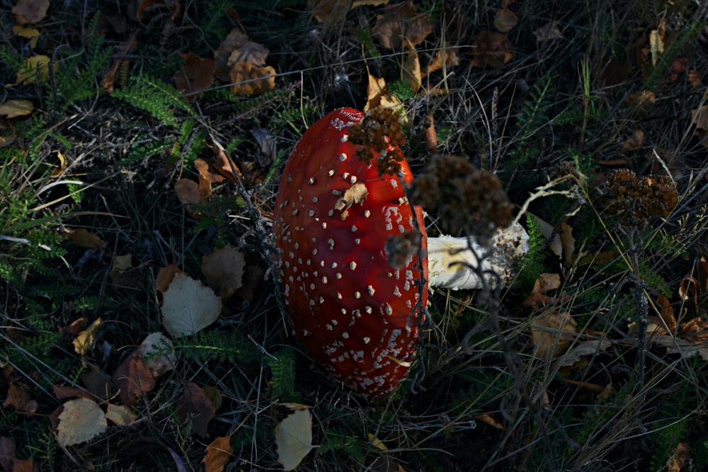 a close up of a mushroom on the ground