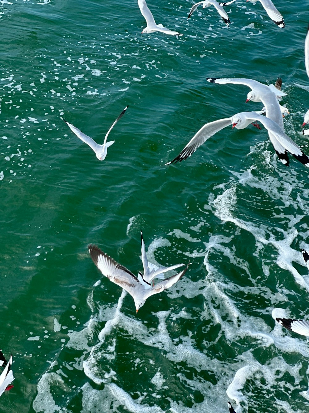 a flock of birds flying over a body of water