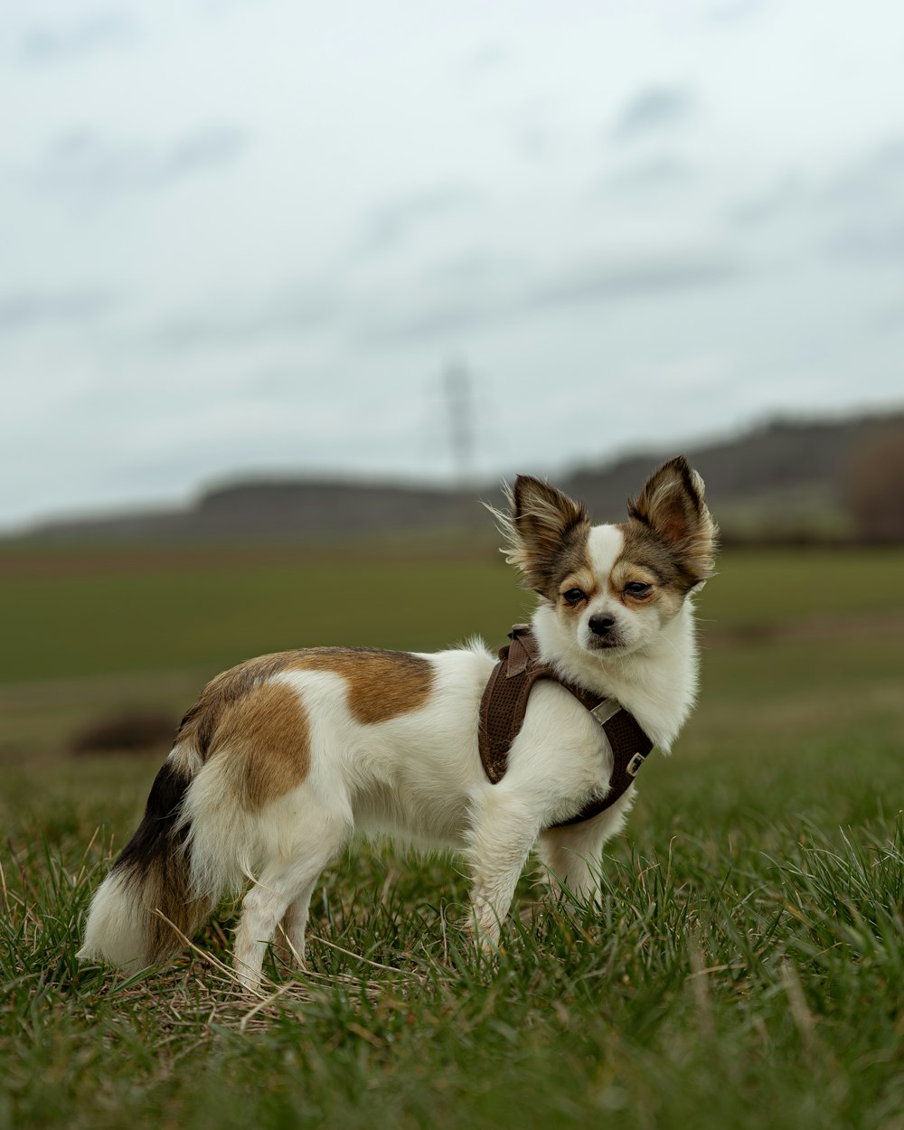 a small brown and white dog standing on top of a lush green field