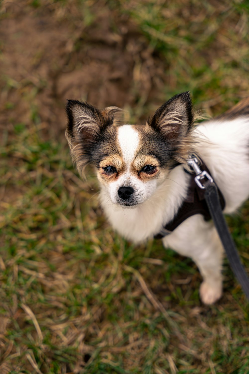 a small brown and white dog standing on top of a grass covered field