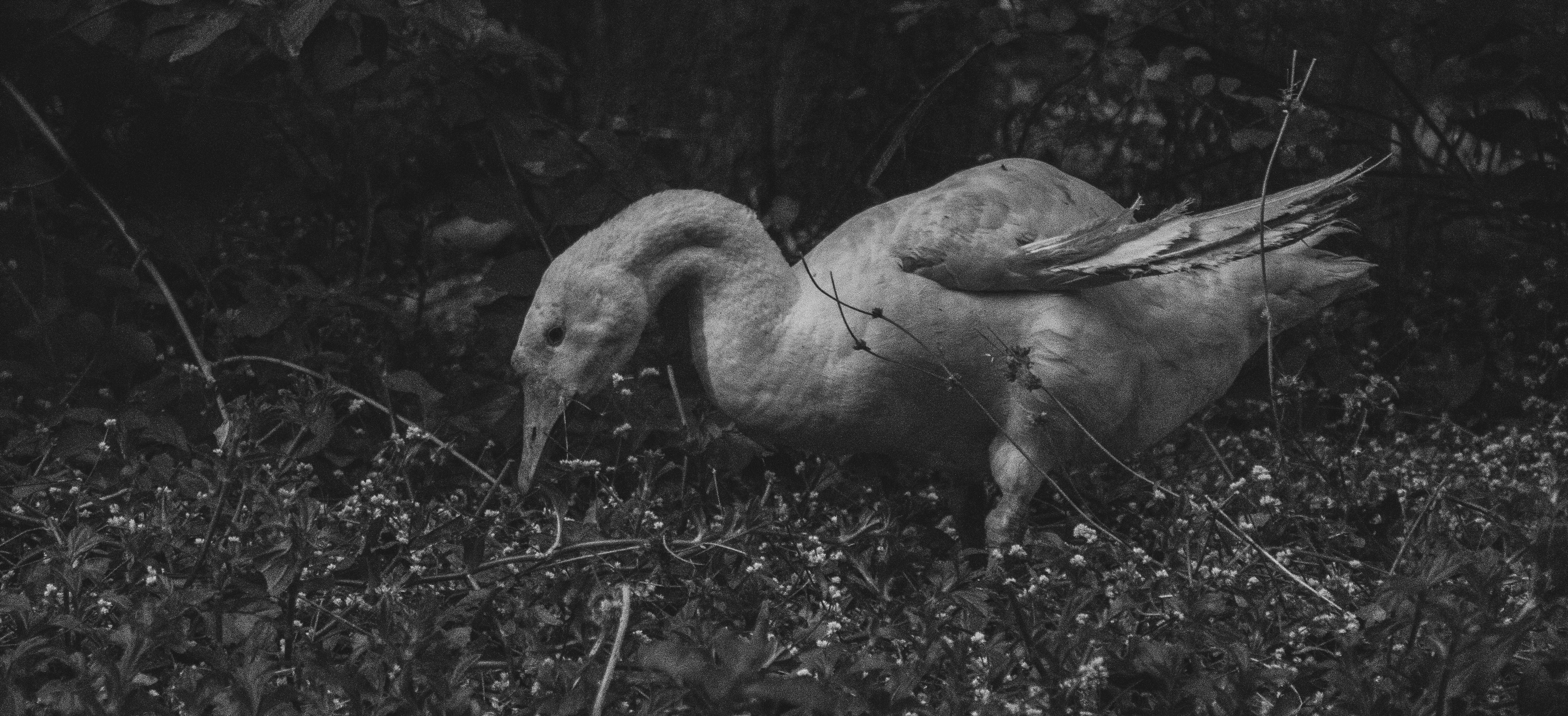 une photo en noir et blanc d’un oiseau mort dans l’herbe