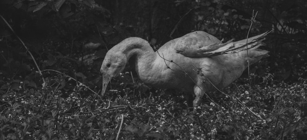 a black and white photo of a dead bird in the grass