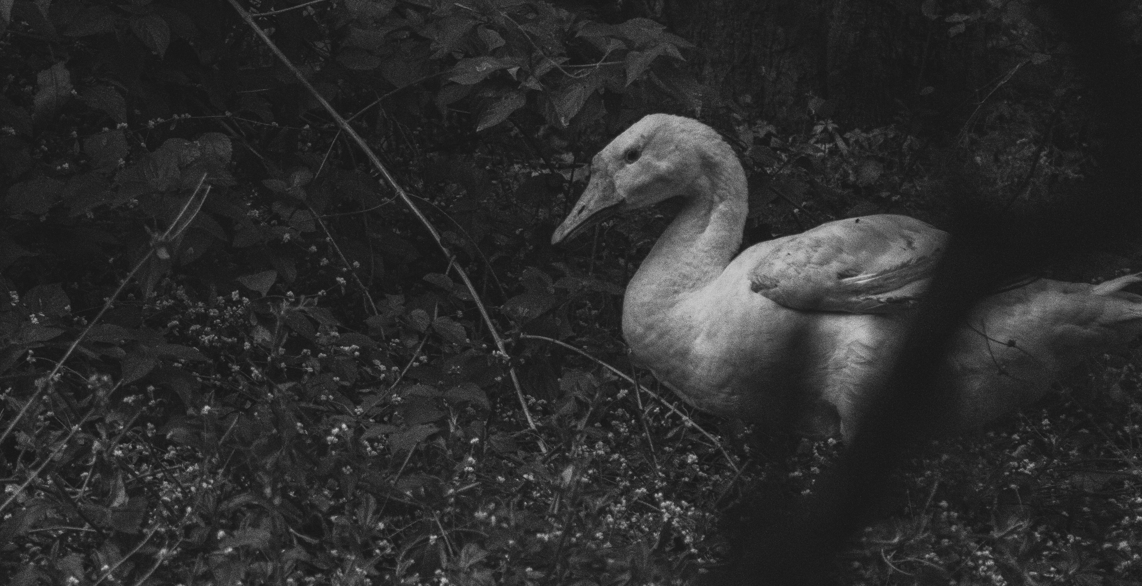 un couple d’oiseaux qui se tiennent dans l’herbe