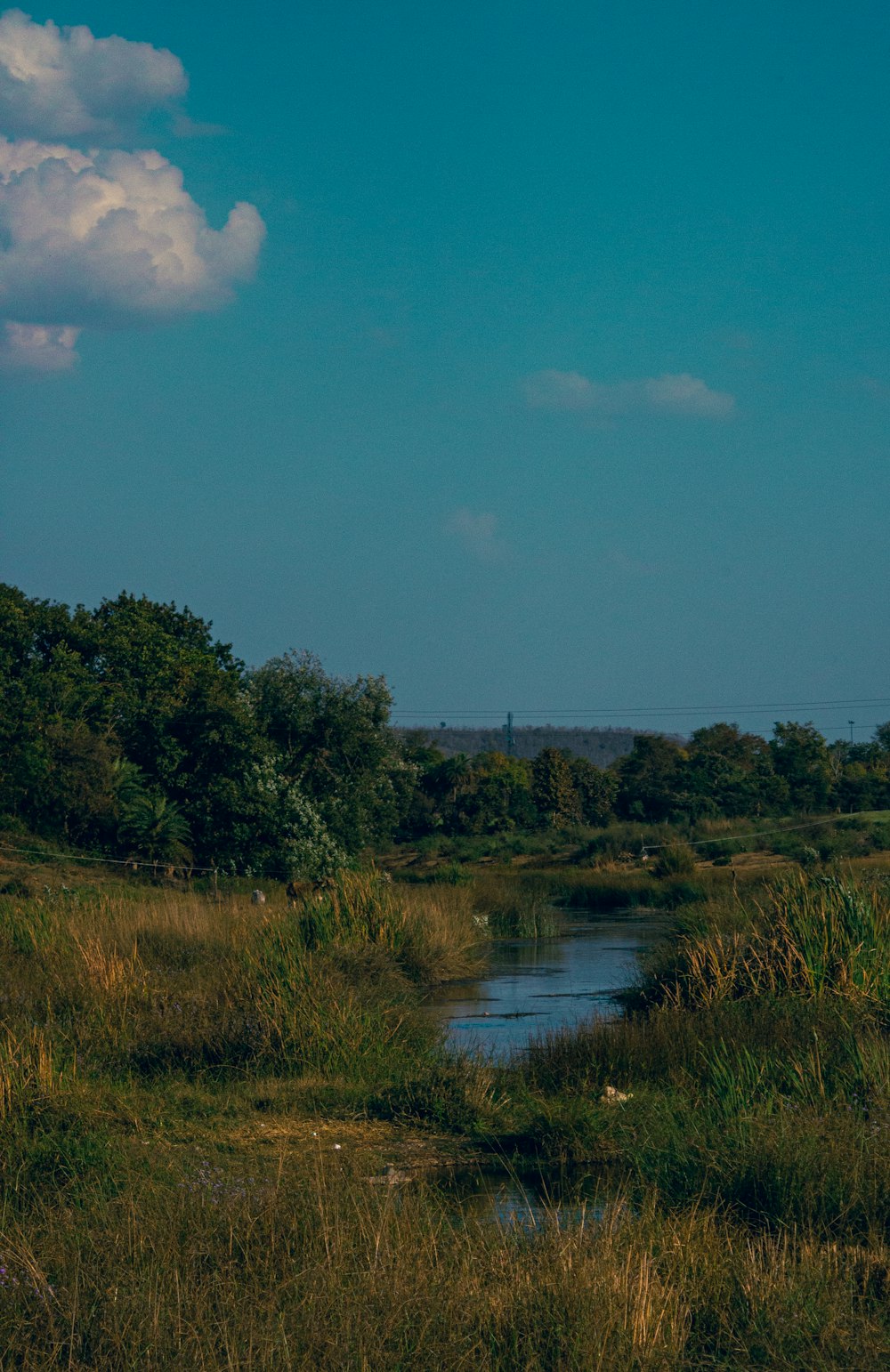 a giraffe standing in a grassy field next to a body of water