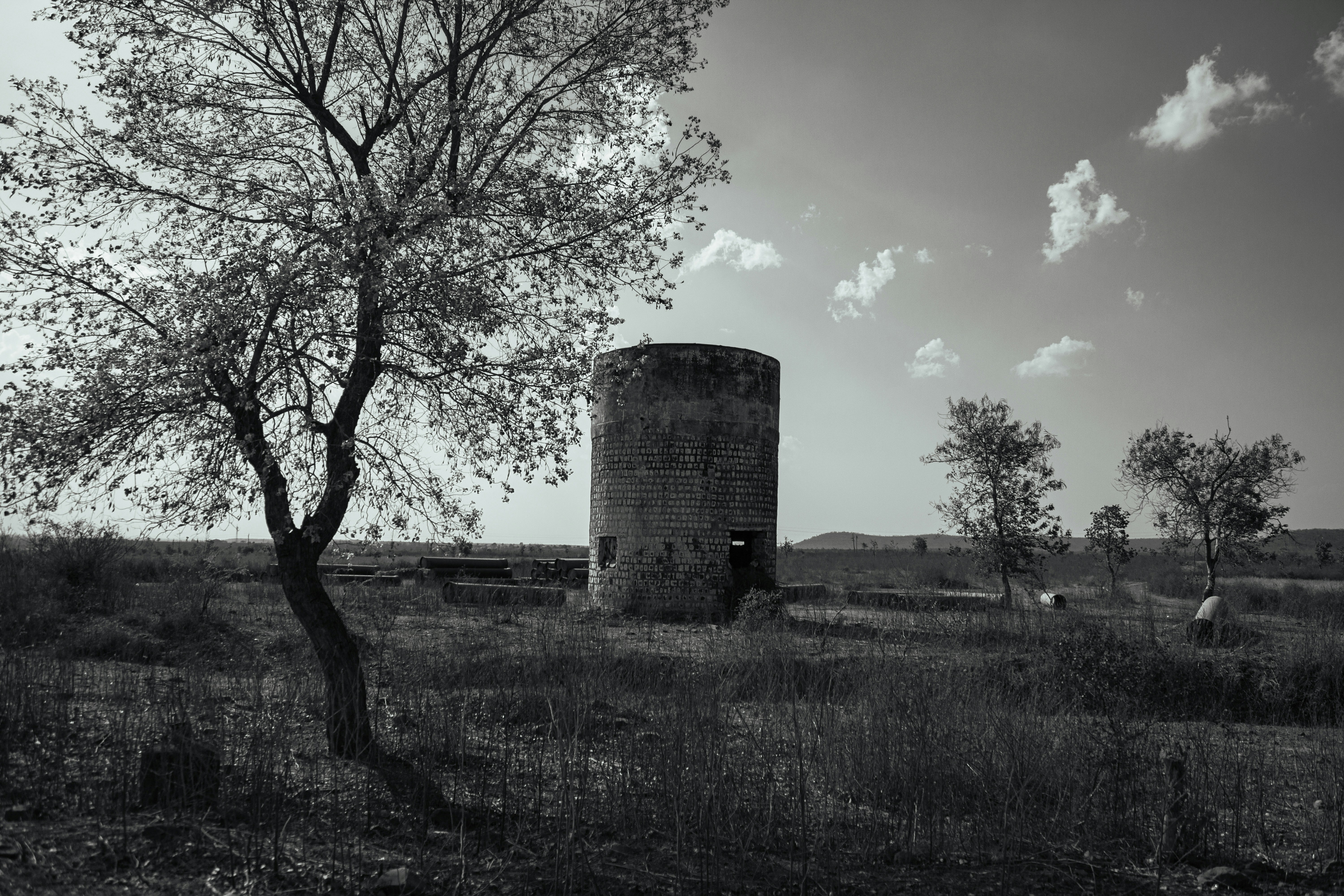 une photo en noir et blanc d’un arbre dans un champ