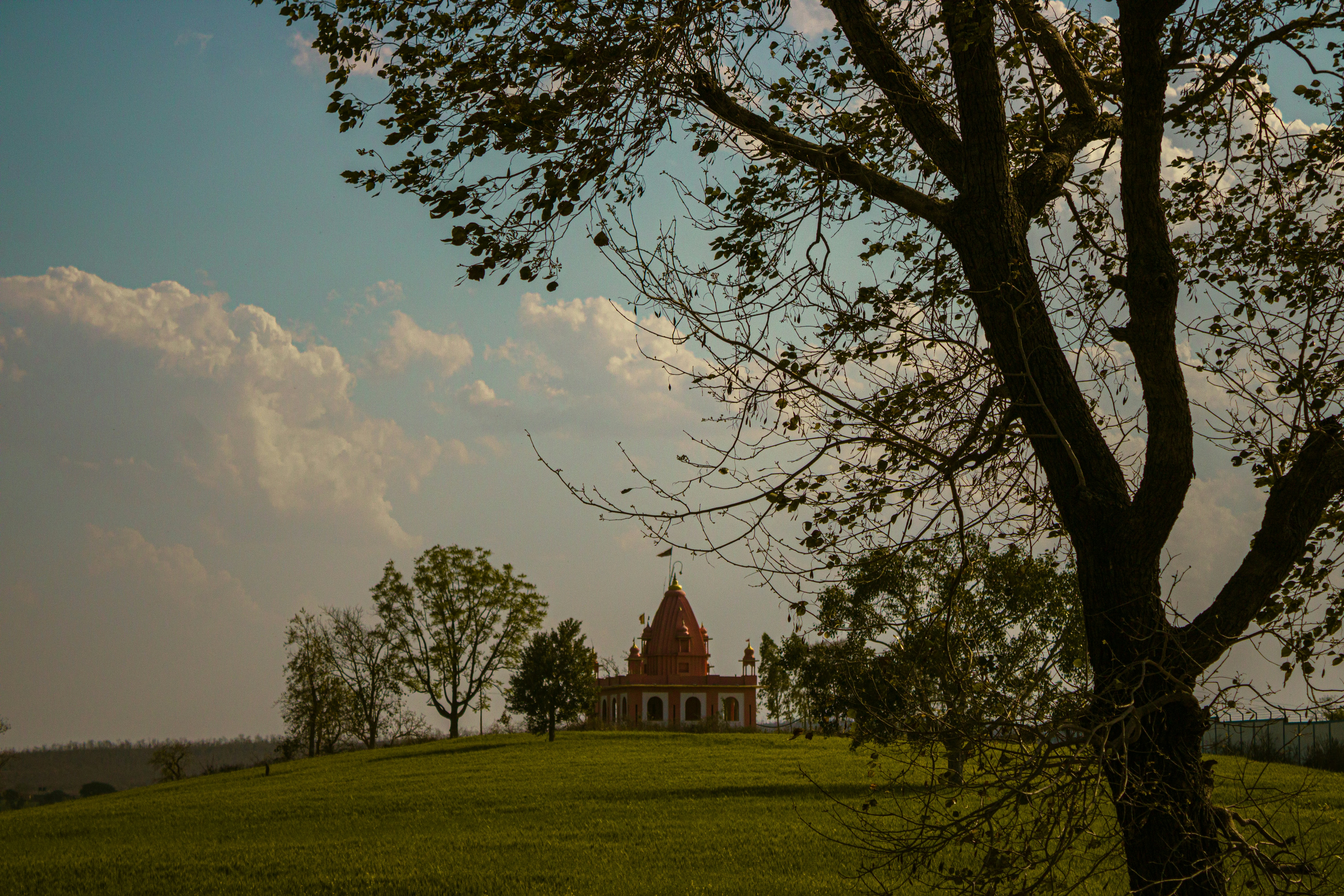 un arbre dans un champ avec un bâtiment en arrière-plan
