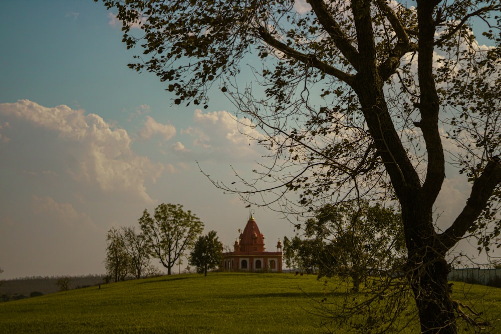 a tree in a field with a building in the background