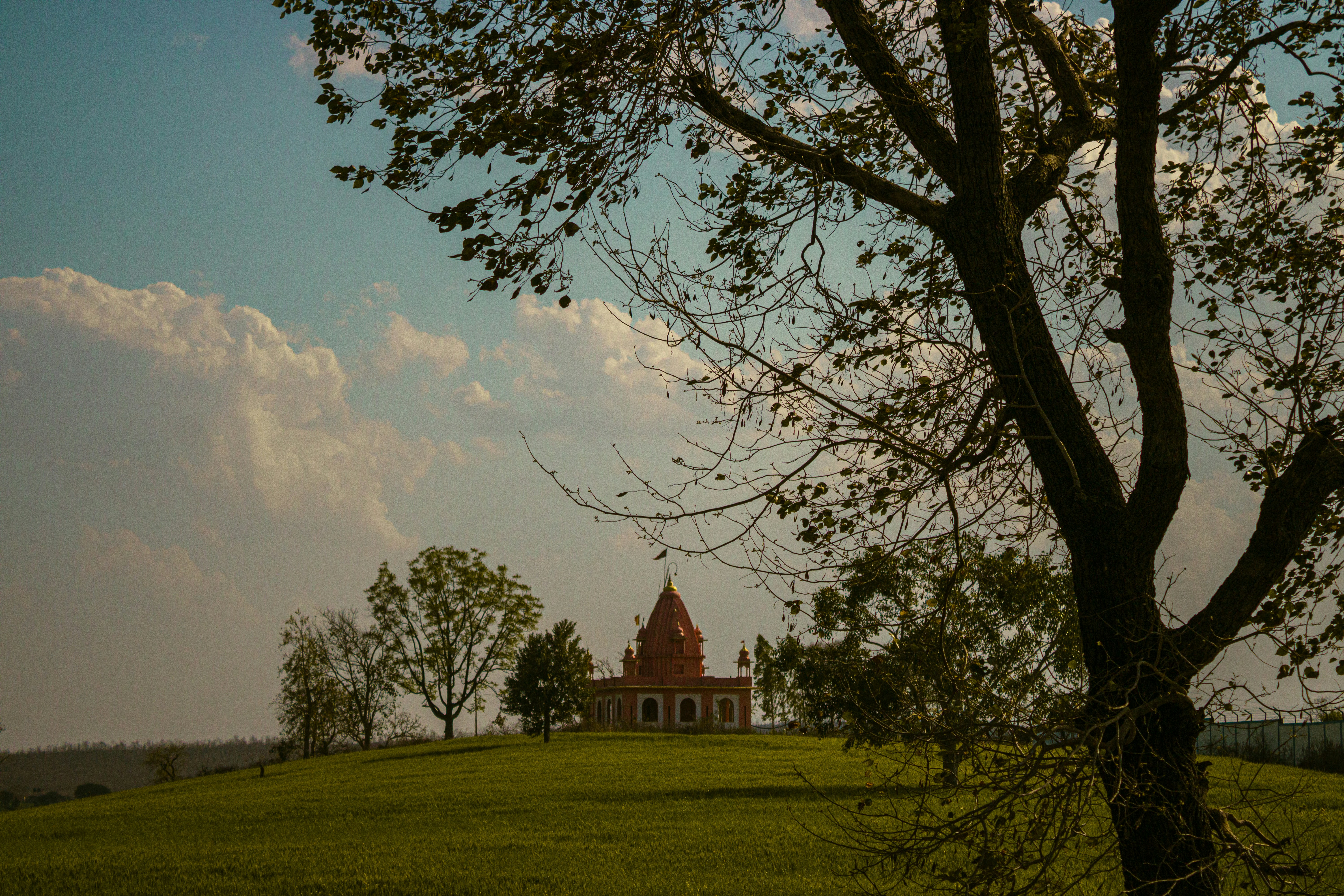 un arbre dans un champ avec un bâtiment en arrière-plan