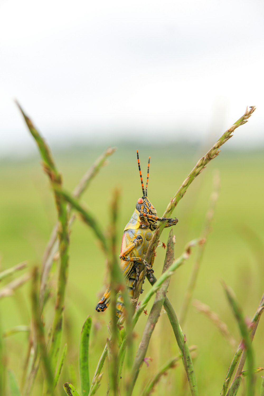 a couple of bugs sitting on top of a green plant