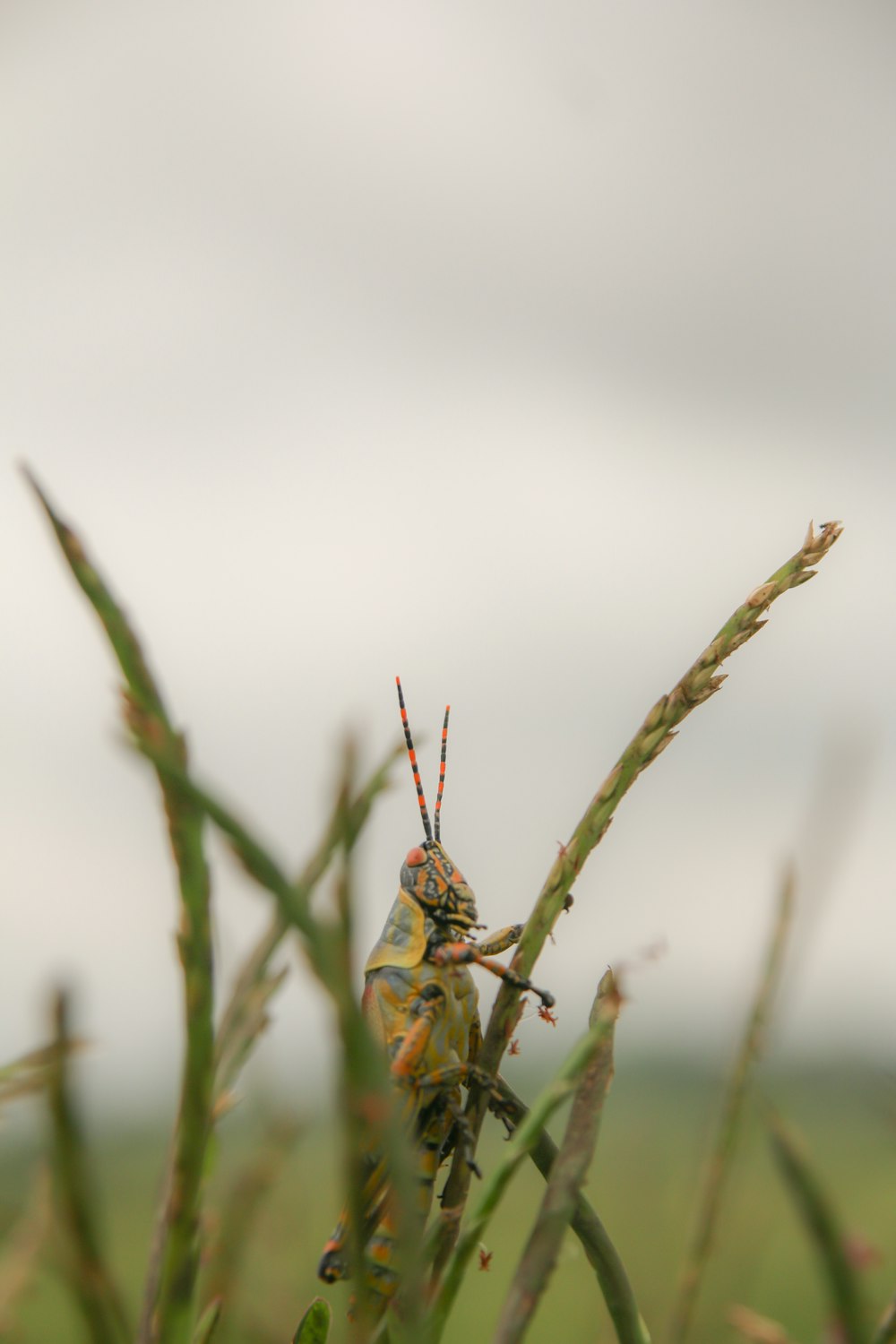 ein Käfer, der auf einer grünen Pflanze sitzt