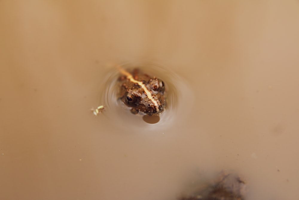 a close up of a bowl of water with a substance in it