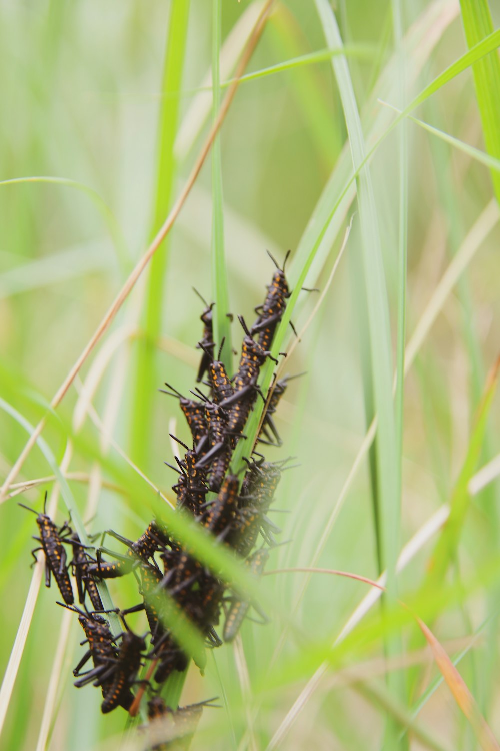 a close up of a bug crawling on some grass