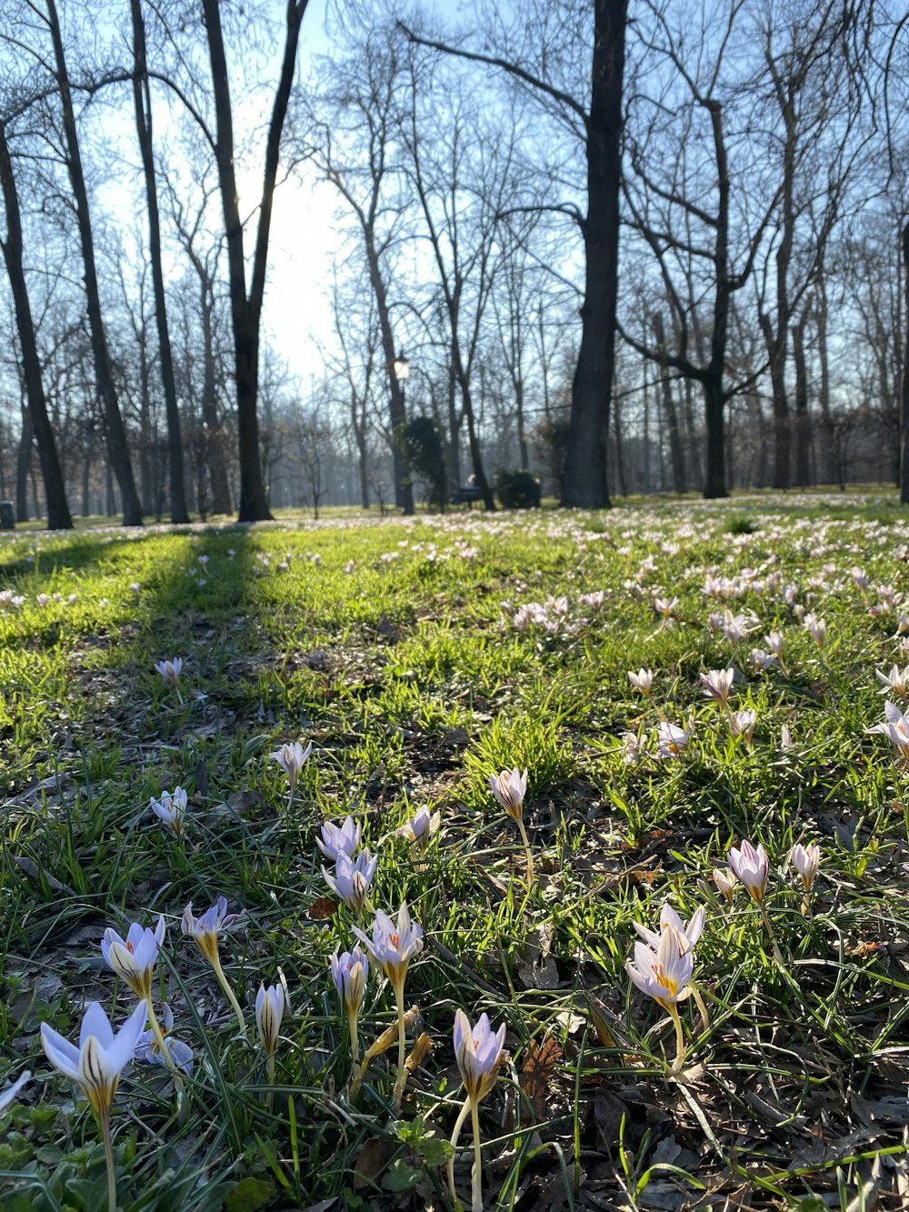 un ramo de flores que están en la hierba