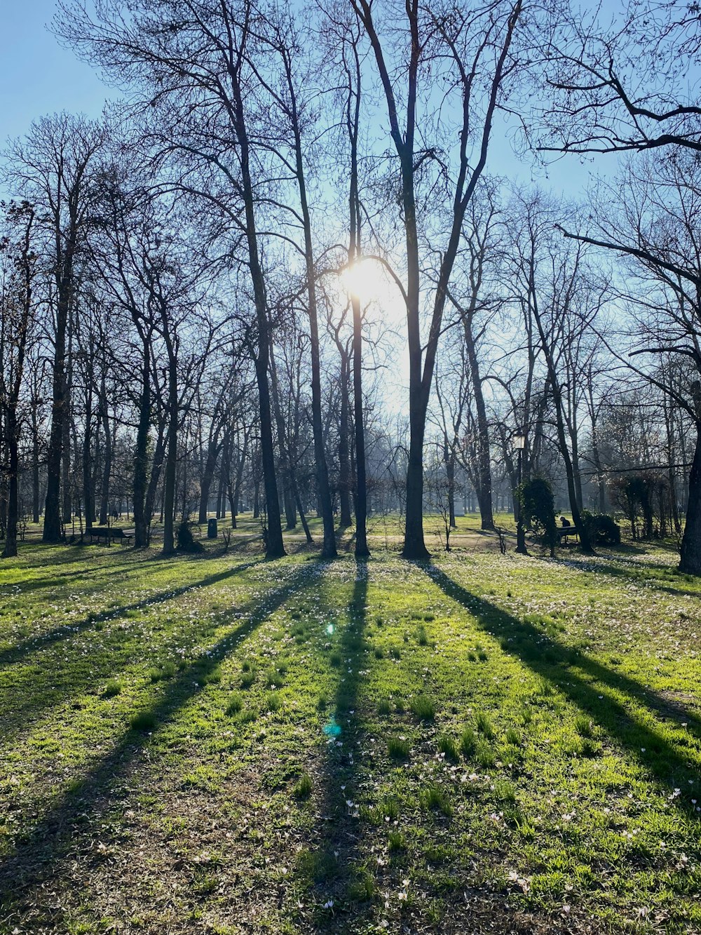 el sol brillando a través de los árboles en un parque