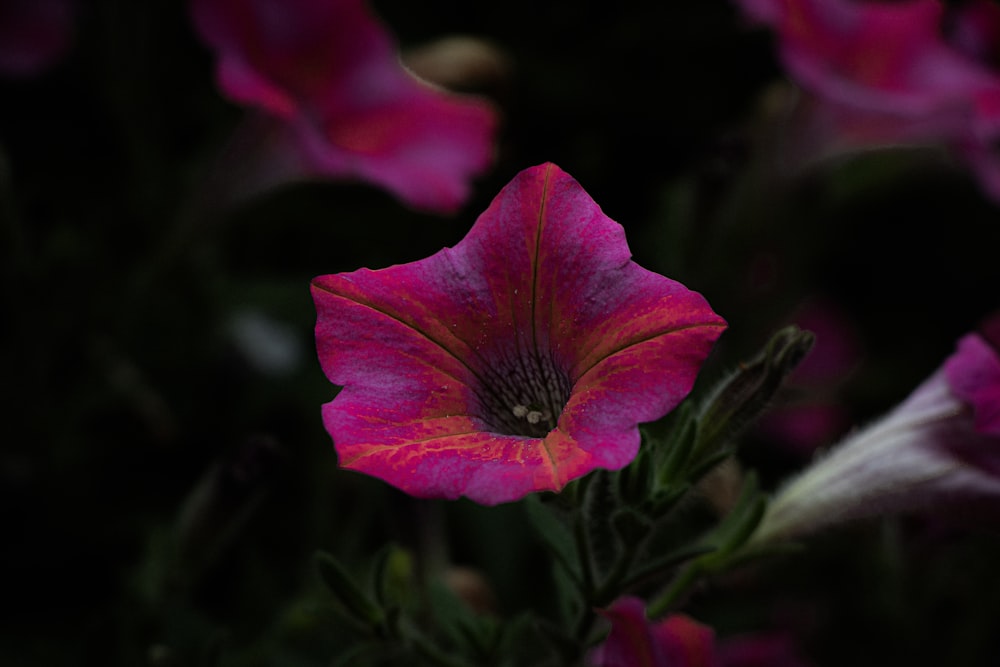 a close up of a pink flower on a black background