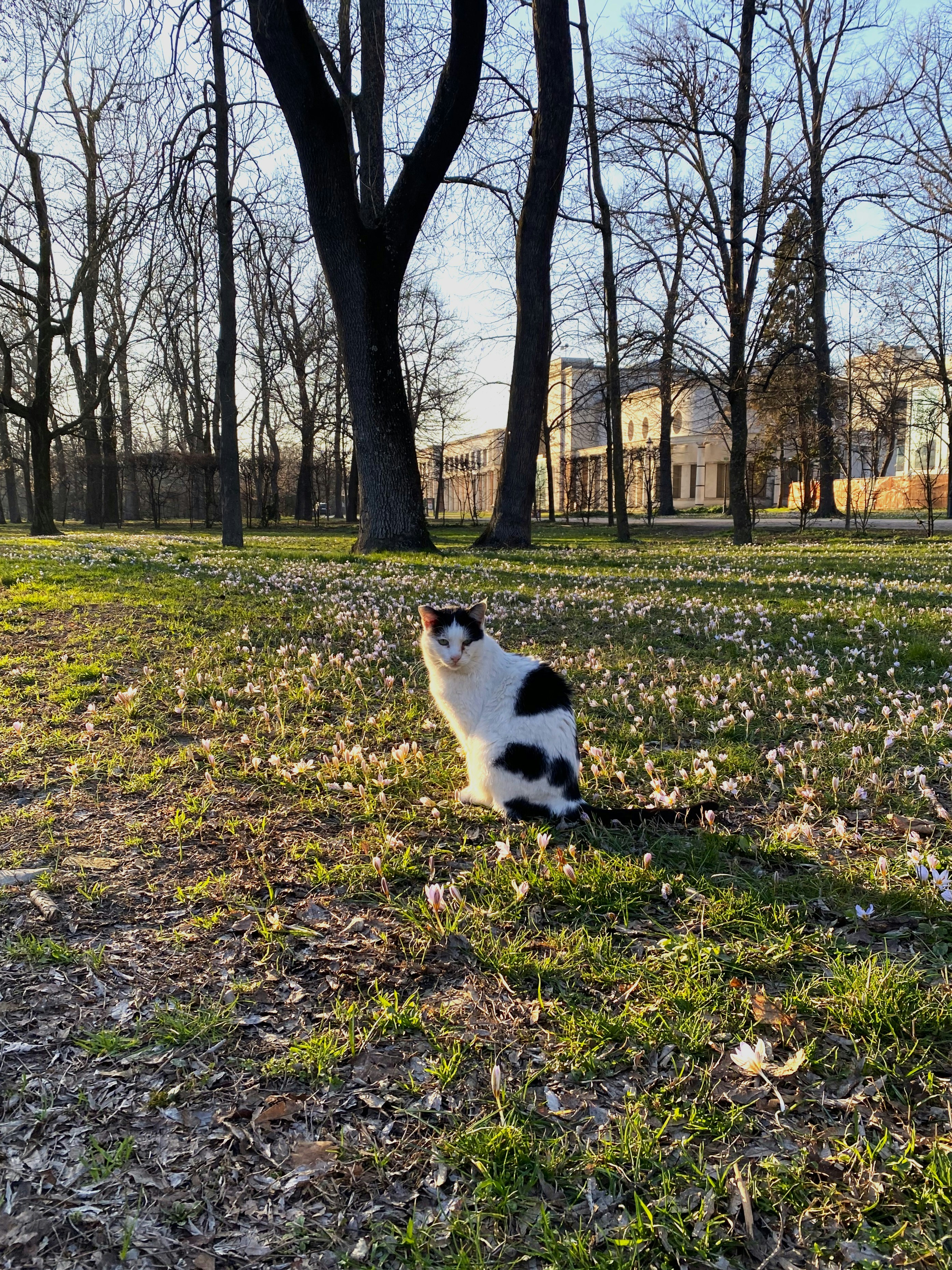 seekor kucing hitam dan putih duduk di rumput