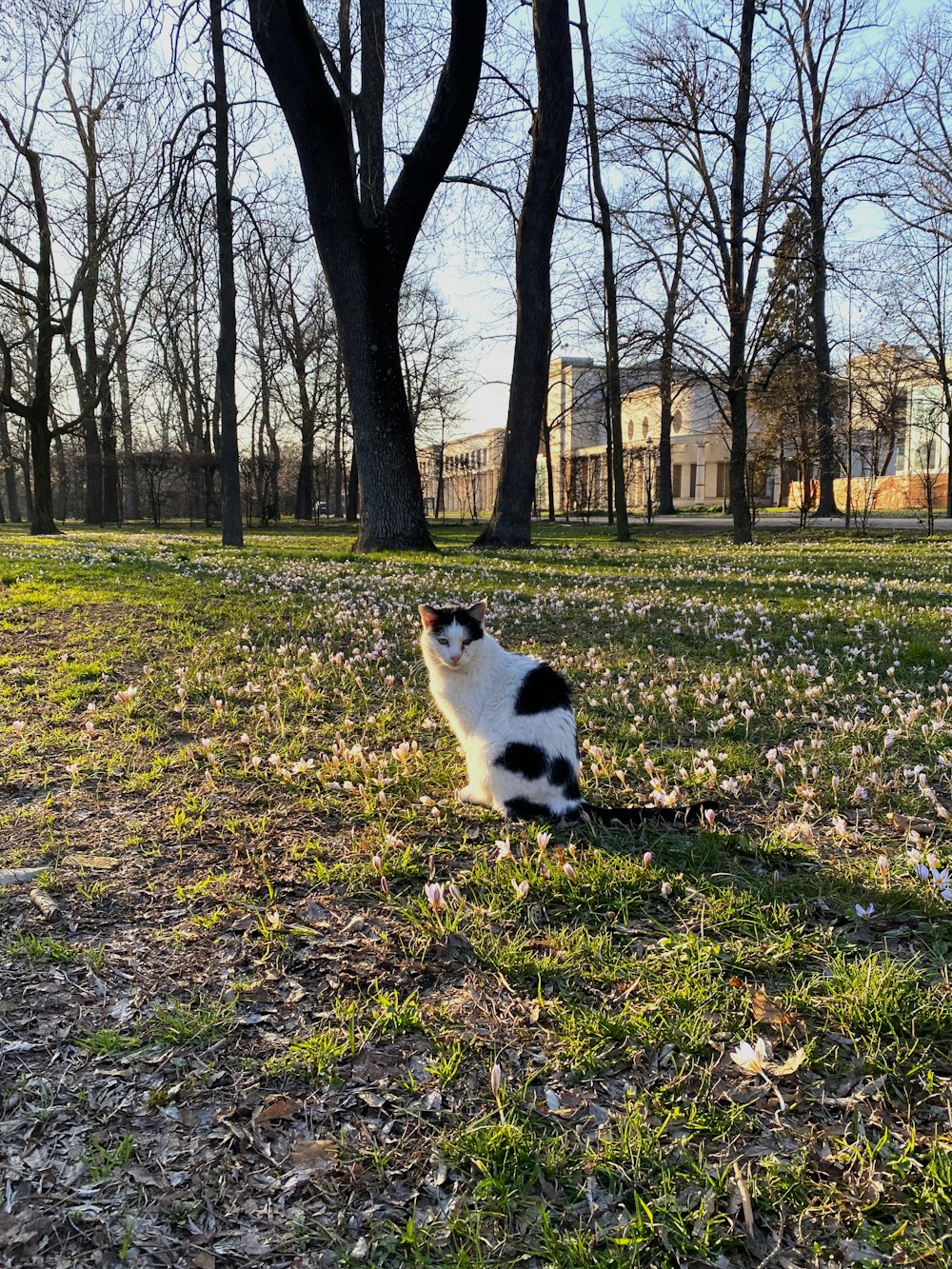 a black and white cat sitting in the grass