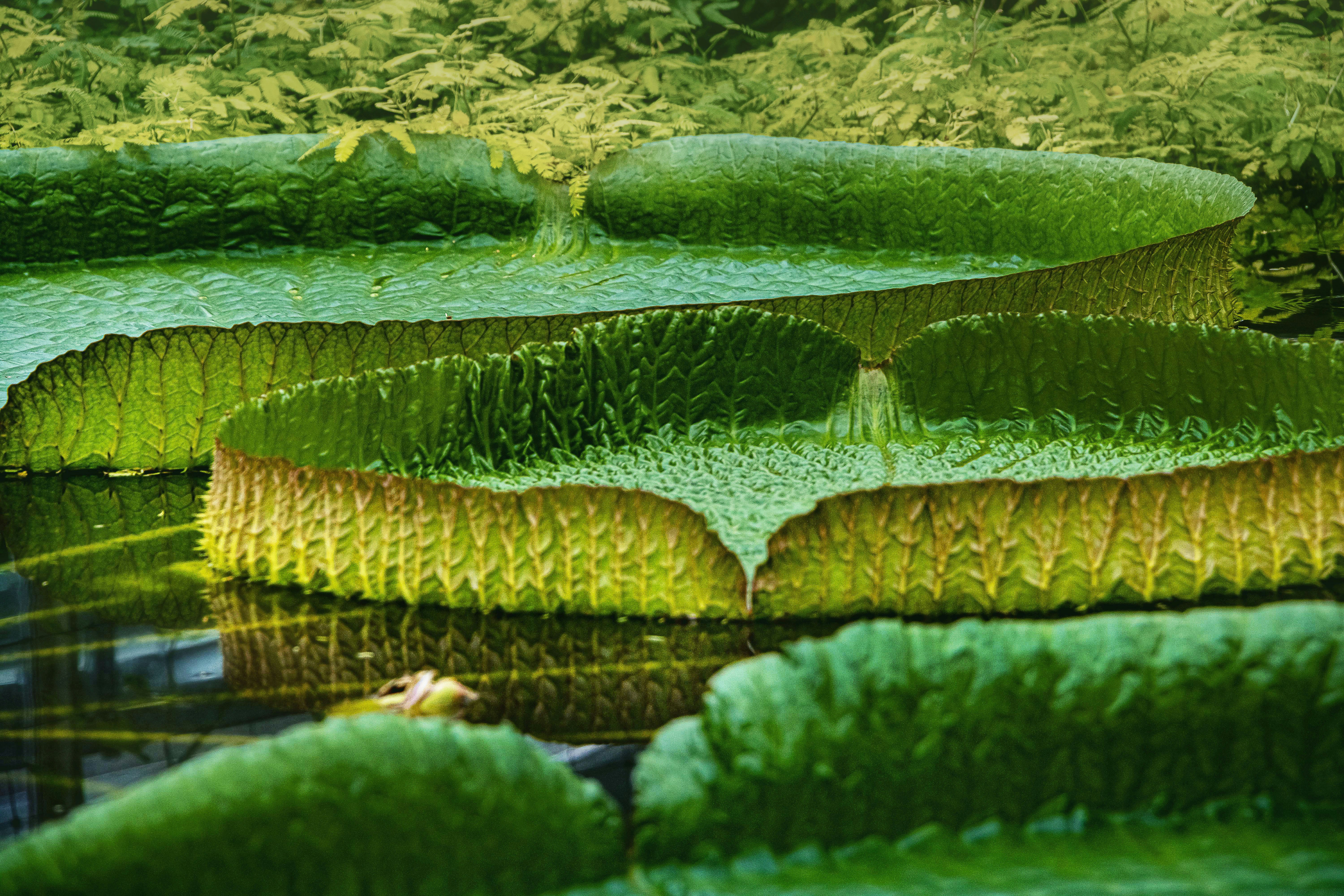 kloroplas