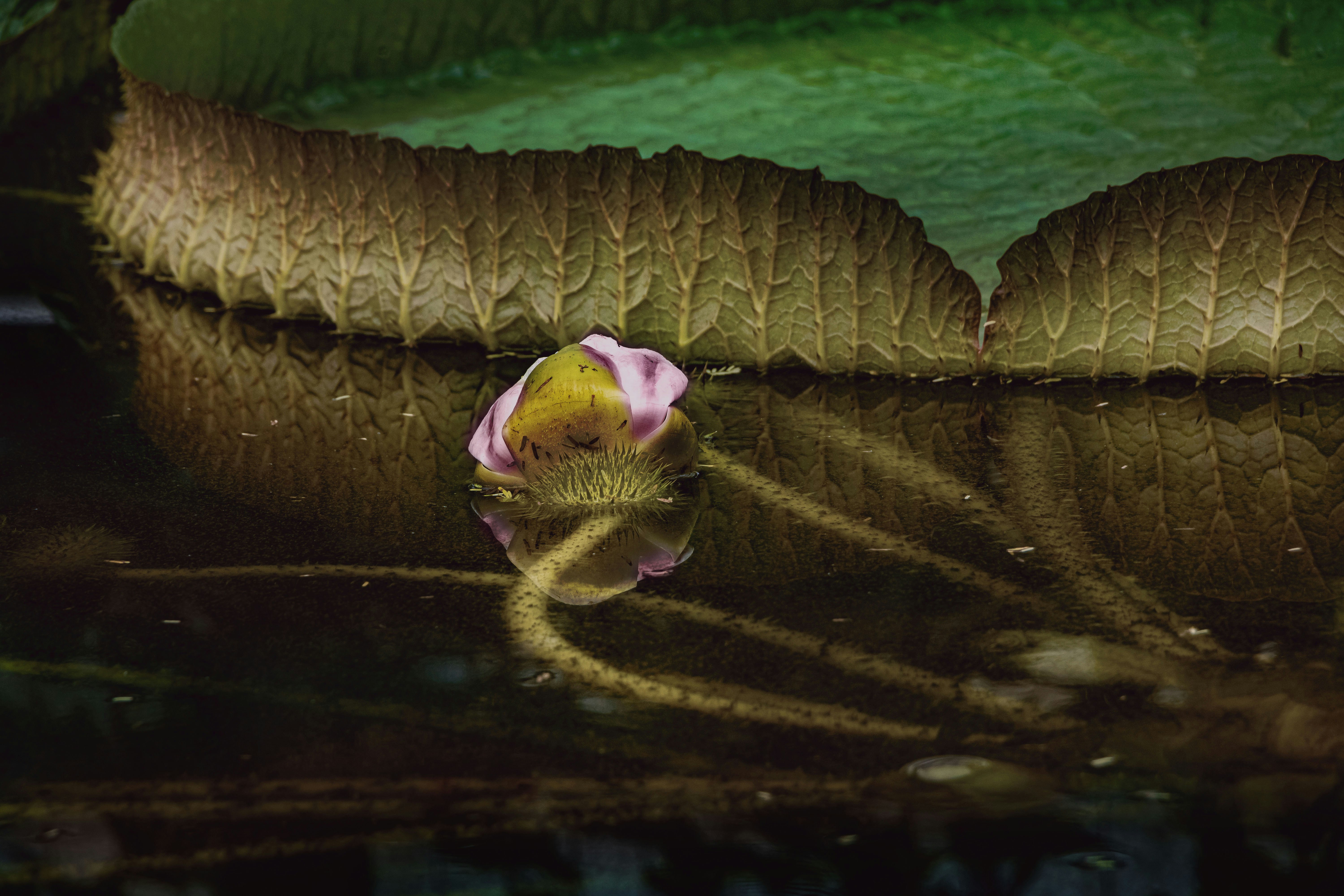 Pickleball player comparing paddle swing speeds with lightweight and heavyweight paddles side by side