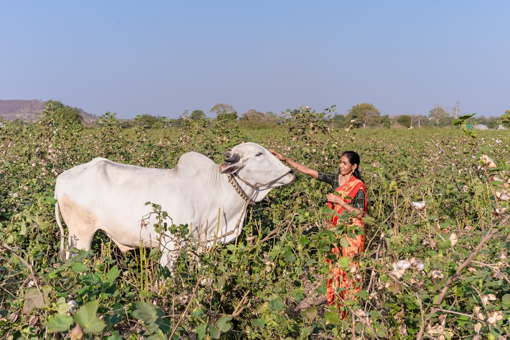 a woman in a field with a cow