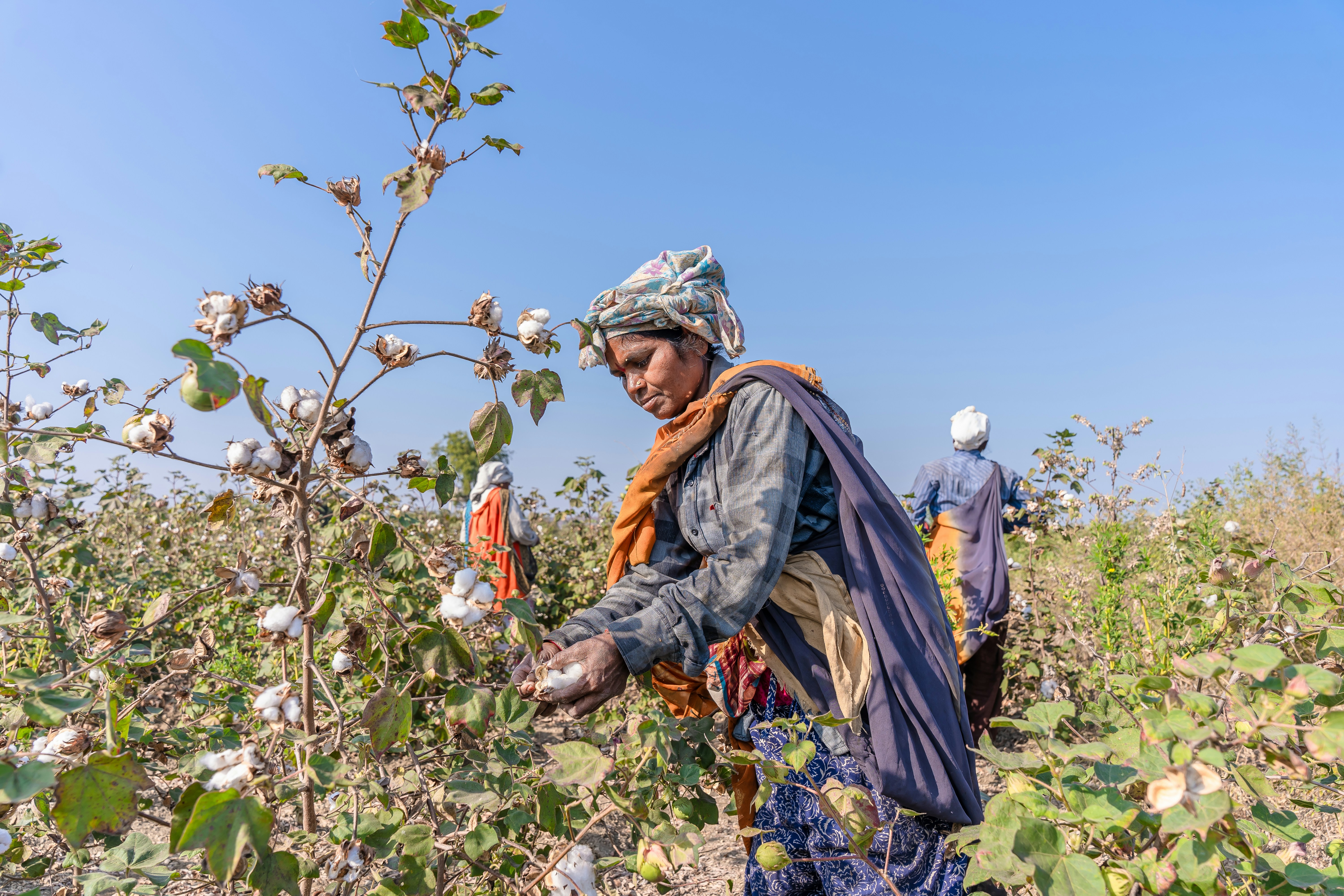 LRQA and Applied DNA Launch Cotton Traceability Pilot to Tackle Forced Labor