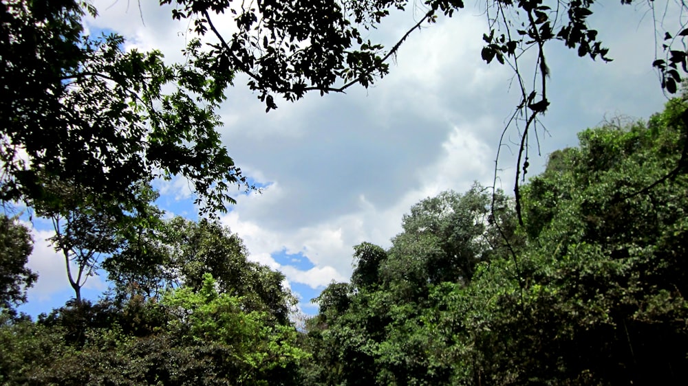 a group of people riding horses through a lush green forest