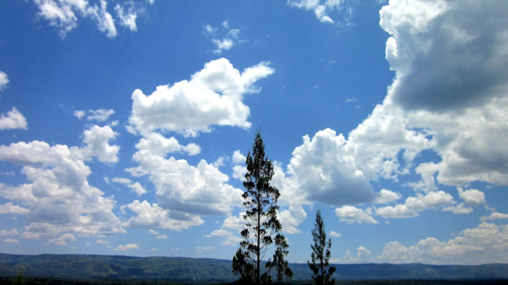 a lone tree stands in the middle of a field