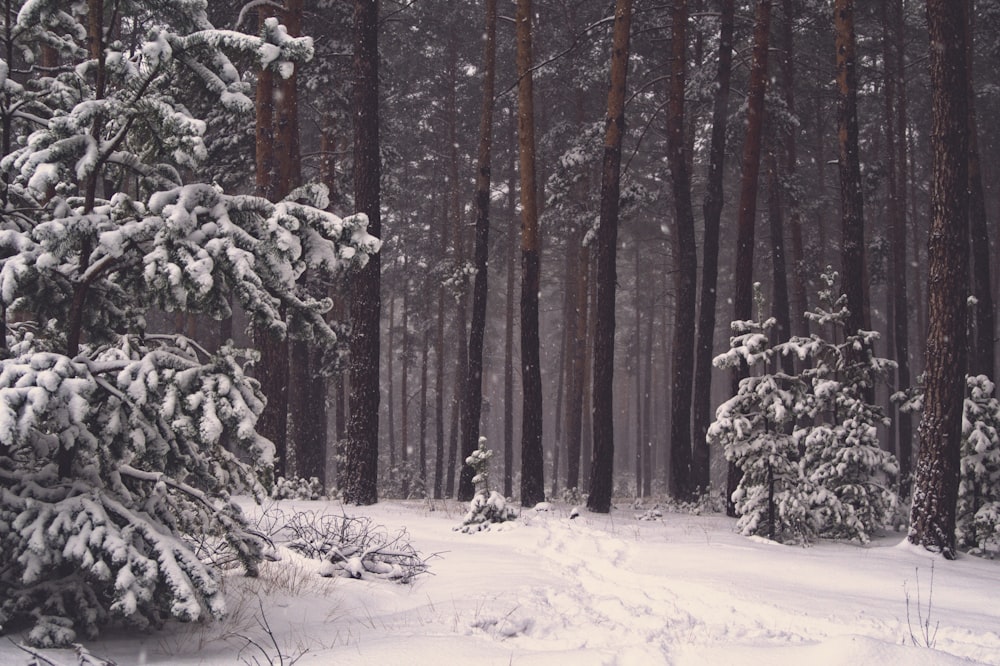 a snow covered forest filled with lots of trees