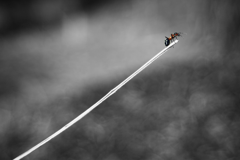 a black and white photo of a fly sitting on a long white string