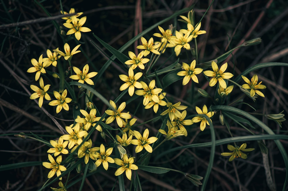 a bunch of yellow flowers that are in the grass