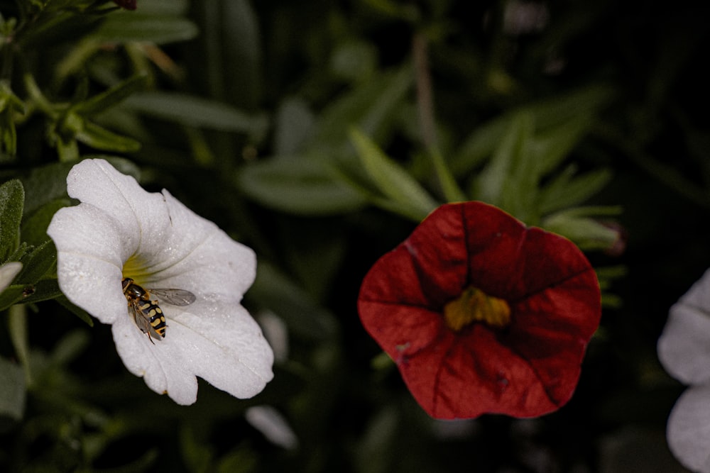 a close up of a flower with a bee on it