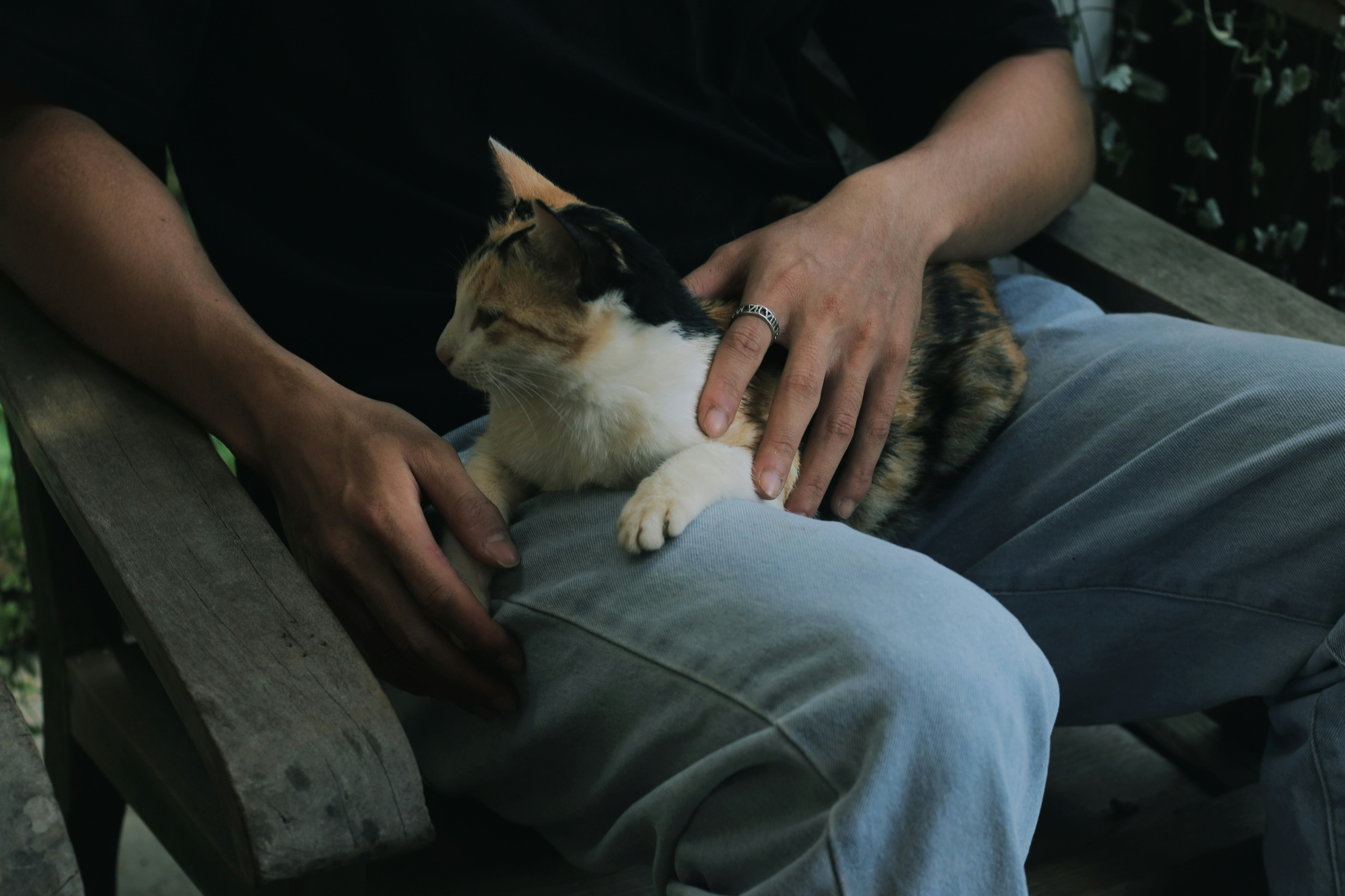 The Calm of Owner’s Laps (image credits: unsplash)